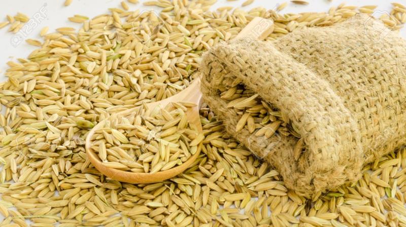 Government agencies and private millers have procured 281182.5 metric tonnes of Paddy Government agencies and private millers have procured 281182.5 metric tonnes of Paddy