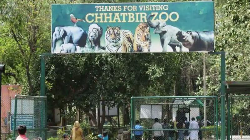 Chhatbir Zoo Chhatbir Zoo