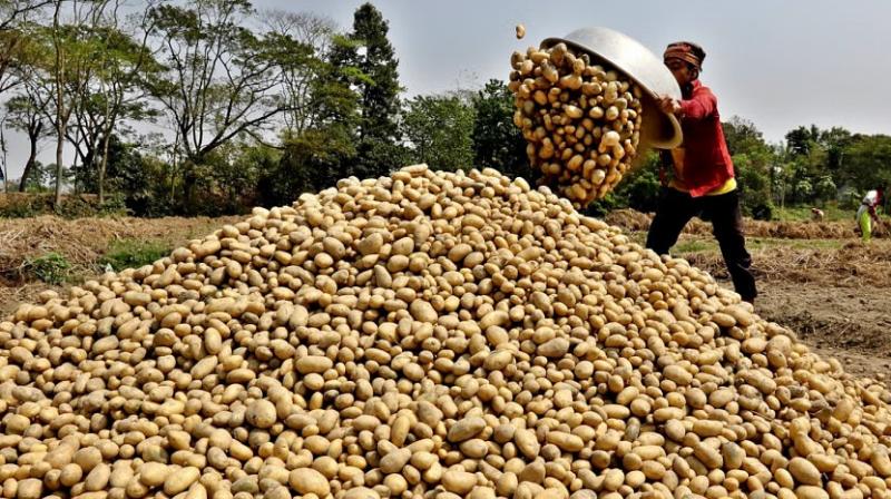 Union Cabinet Approves Establishment of South Asia Regional Centre of International Potato Center (CIP) in Uttar Pradesh Union Cabinet Approves Establishment of South Asia Regional Centre of International Potato Center (CIP) in Uttar Pradesh