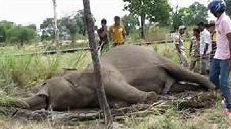 elephant elephant