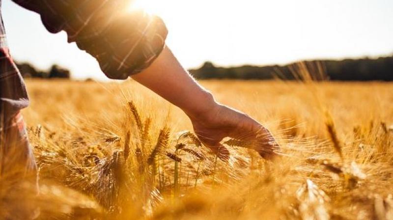 India's foodgrain output could exceed last year's record of 279.51 million tonnes India's foodgrain output could exceed last year's record of 279.51 million tonnes
