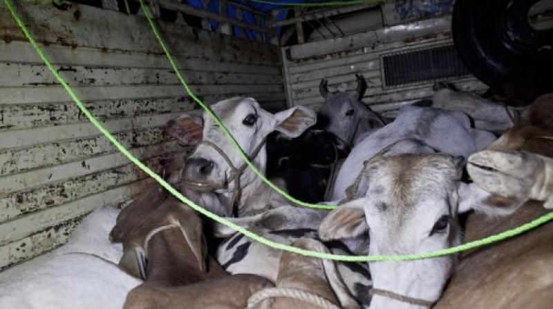 Major cattle smuggling bid foiled in Udhampur
