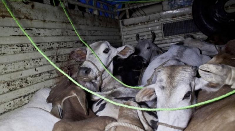 Major cattle smuggling bid foiled in Udhampur Major cattle smuggling bid foiled in Udhampur