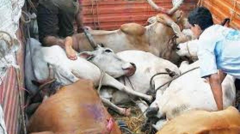 cow smuggling cow smuggling