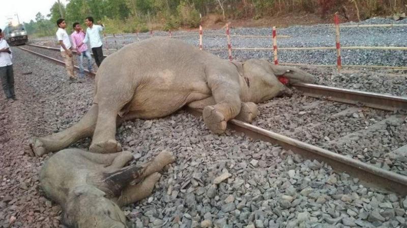 3 elephants were killed after a speeding train knocked them down