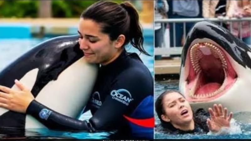 Who Was Jessica Radcliffe, Claimed To Have Been Eaten By A Dolphin? Who Was Jessica Radcliffe, Claimed To Have Been Eaten By A Dolphin?