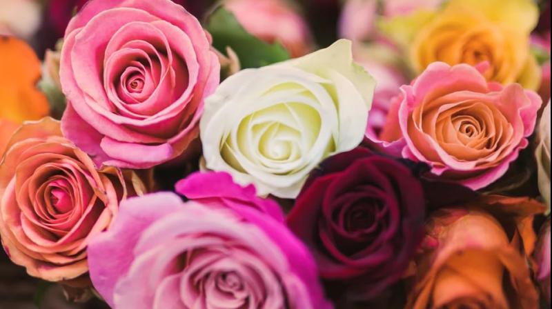 Rose Day 2024 Rose Day 2024