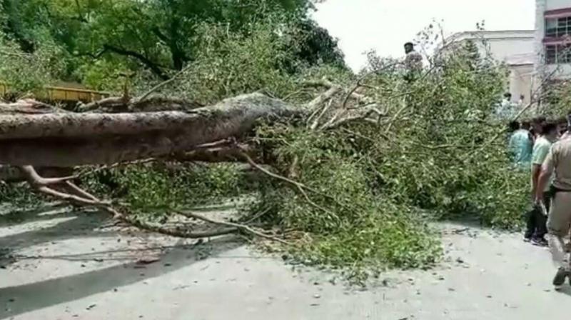 Tree-Collapse Tragedy