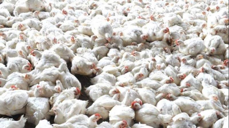 Bird flu Bird flu