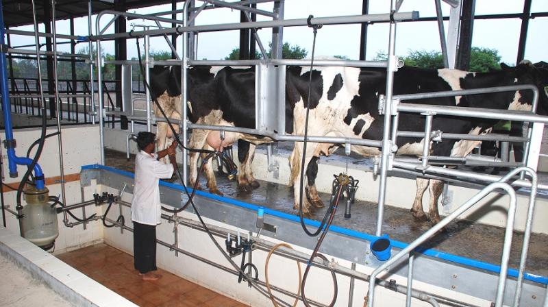 Modern dairy farming