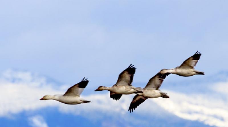 Winged birds arrive at Bhitarkanika park