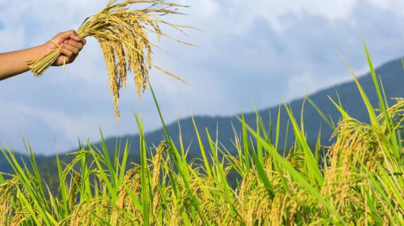 Cong, NCP accuse Modi govt of cheating farmers Cong, NCP accuse Modi govt of cheating farmers