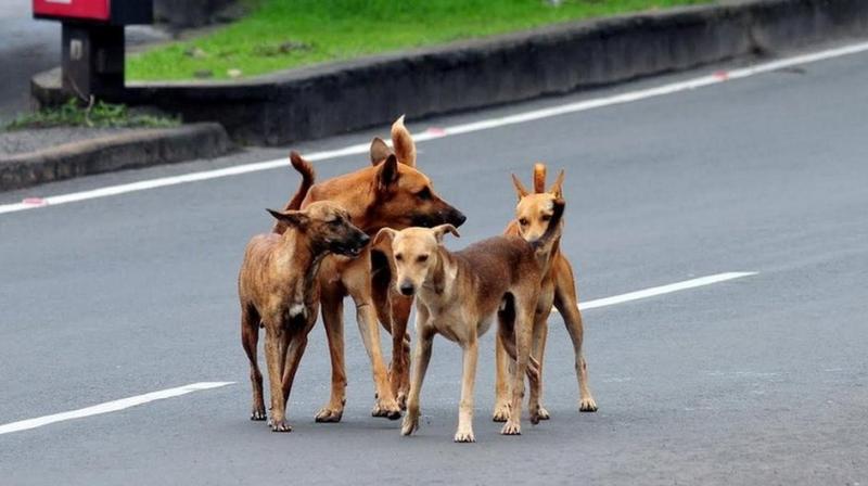 Supreme Court Modifies August 11 directive on Stray Dogs in Delhi NCR; Street Feeding Prohibited Supreme Court Modifies August 11 directive on Stray Dogs in Delhi NCR; Street Feeding Prohibited