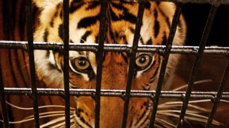 Tiger captured from abandoned rubber factory