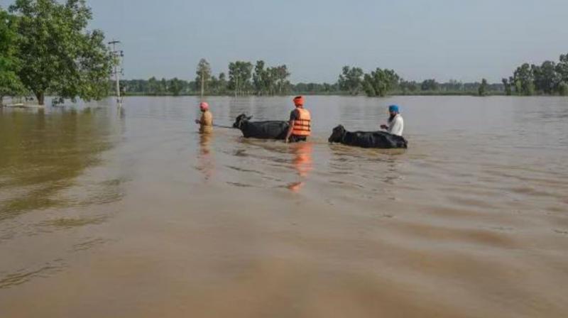 Punjab Government Takes Proactive Lead in Securing Border, Protecting Farmers from Ravi Flooding Punjab Government Takes Proactive Lead in Securing Border, Protecting Farmers from Ravi Flooding