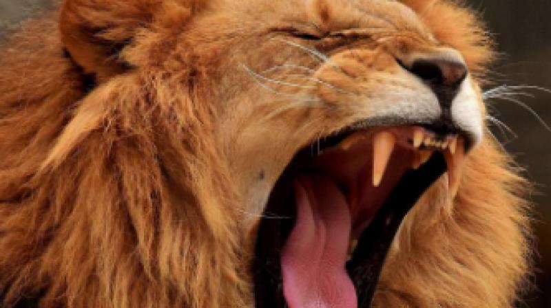 Lion Lion