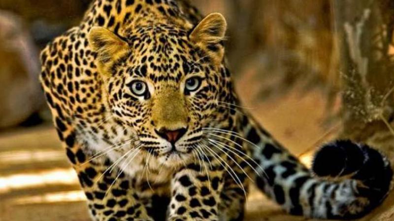 4-year-old girl killed by leopard