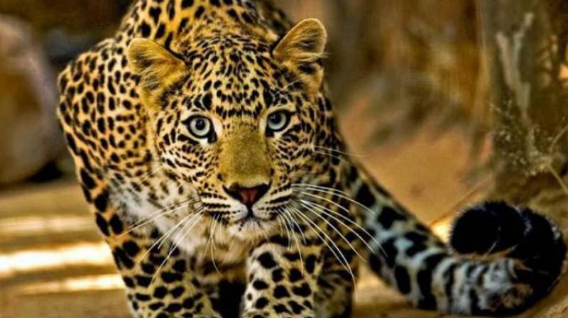 4-year-old girl killed by leopard 4-year-old girl killed by leopard