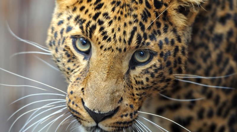 Elderly woman killed in leopard attack Elderly woman killed in leopard attack