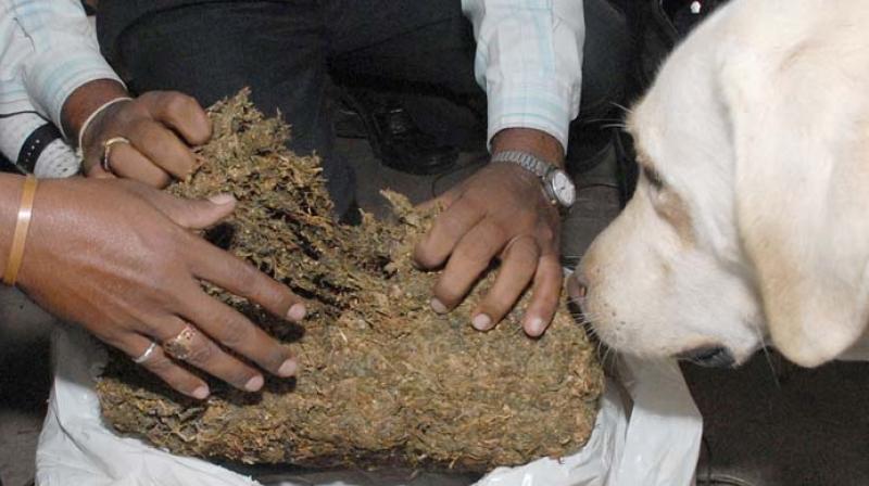Nearly 304 kg ganja worth Rs 60 lakh Nearly 304 kg ganja worth Rs 60 lakh