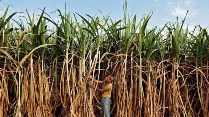Govt hikes sugarcane price