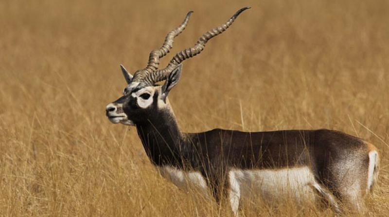 Man arrested for killing blackbuck in MP Man arrested for killing blackbuck in MP