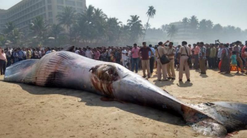 40 feet long whale washes ashore near Mumbai 40 feet long whale washes ashore near Mumbai
