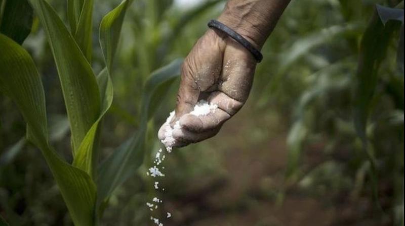 India Faces Specialty Fertiliser Price Jump As China Suspends Exports Affecting Not Just India But Global Markets India Faces Specialty Fertiliser Price Jump As China Suspends Exports Affecting Not Just India But Global Markets