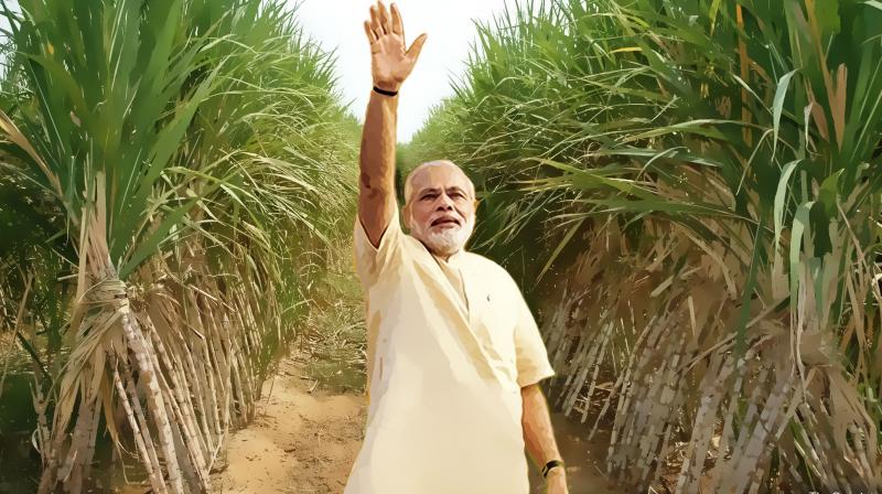 Modi's gift to sugarcane farmers, govt approves Rs 5.5 per quintal subsidy