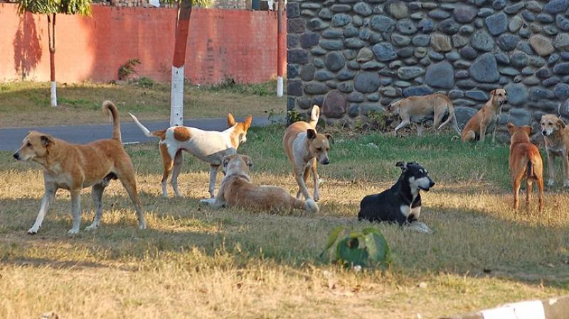 Toddler mauled to death by stray dogs in Chandigarh Toddler mauled to death by stray dogs in Chandigarh