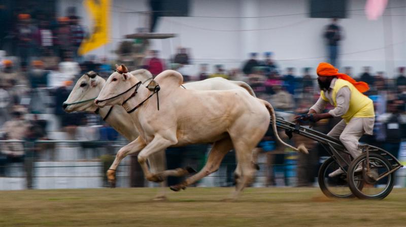 Bullock Cart Races