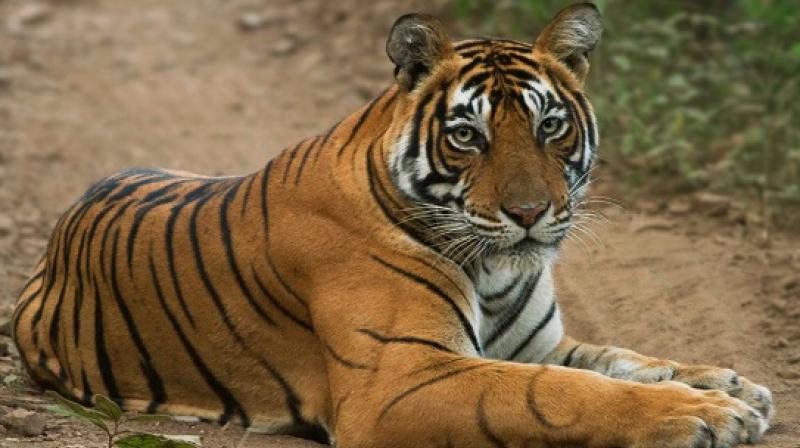 Machli, the longest surviving tiger living in the wild in India