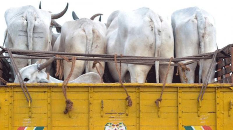 Police have confiscated three trucks illegally transporting cows Police have confiscated three trucks illegally transporting cows