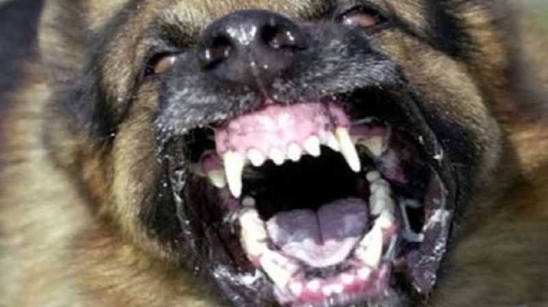 Dog attacks woman, child in Sitapur