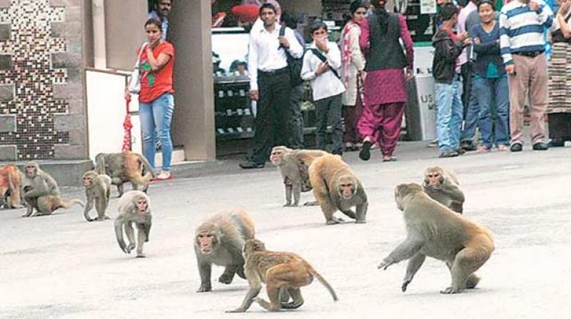 Monkey menace in Brijbhumi