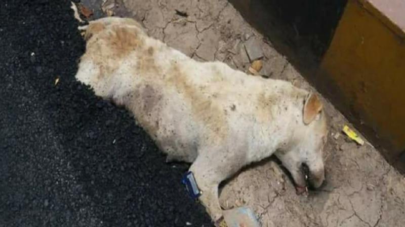 Social media angry after dog buried alive in Agra Social media angry after dog buried alive in Agra