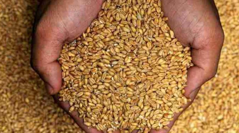 Wheat Wheat