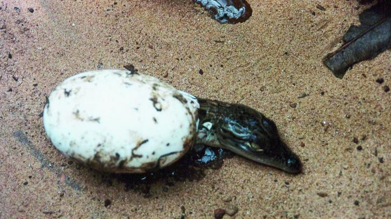 Baby crocodiles emerge from eggs in Bhitarkanika