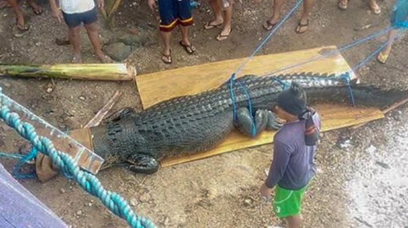 Estuarine Crocodile allegedly killed by fishermen; Estuarine Crocodile allegedly killed by fishermen;