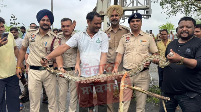 12-Foot Python Spotted at Sukhna Lake Amid Heavy Rainfall in Chandigarh and Mohali 12-Foot Python Spotted at Sukhna Lake Amid Heavy Rainfall in Chandigarh and Mohali