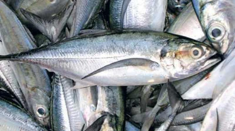 Odisha to examine fishes imported from other states