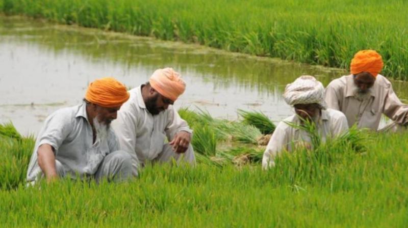 Punjab farmer Punjab farmer