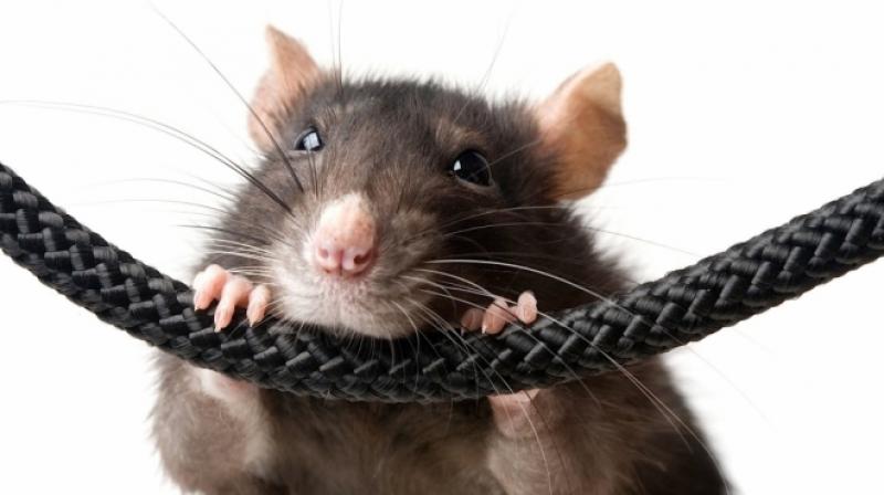 Rats make alarm go off in bank