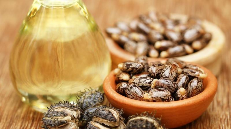 Castor seeds bold and castor oil Castor seeds bold and castor oil