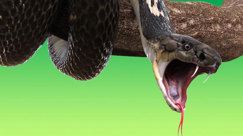 Mother bitten by snake breastfeeds girl Mother bitten by snake breastfeeds girl