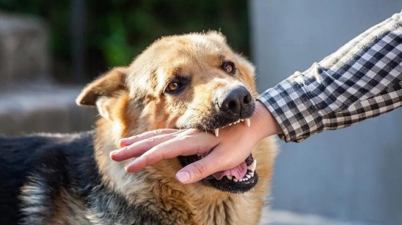 Dogs Are Responsible For Up To 99% Of Human Rabies, First 15 Min Crucial: WHO Dogs Are Responsible For Up To 99% Of Human Rabies, First 15 Min Crucial: WHO
