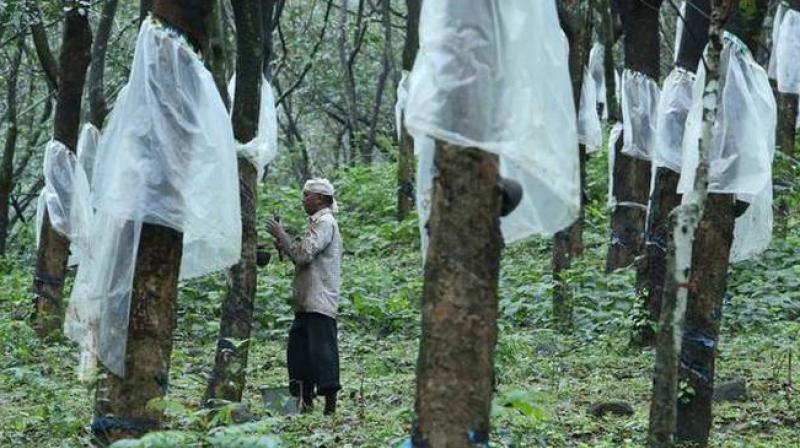 Kerala govt abolishes plantation tax to revive sector