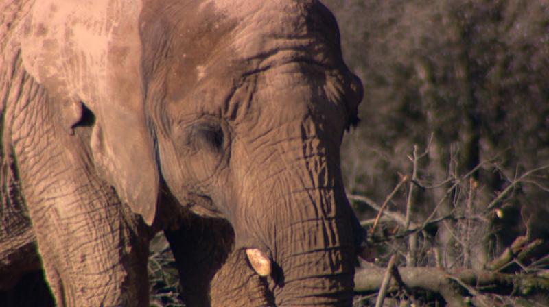 Elephants pull down mud house