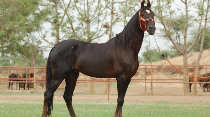 Delhi Horse Show gets underway