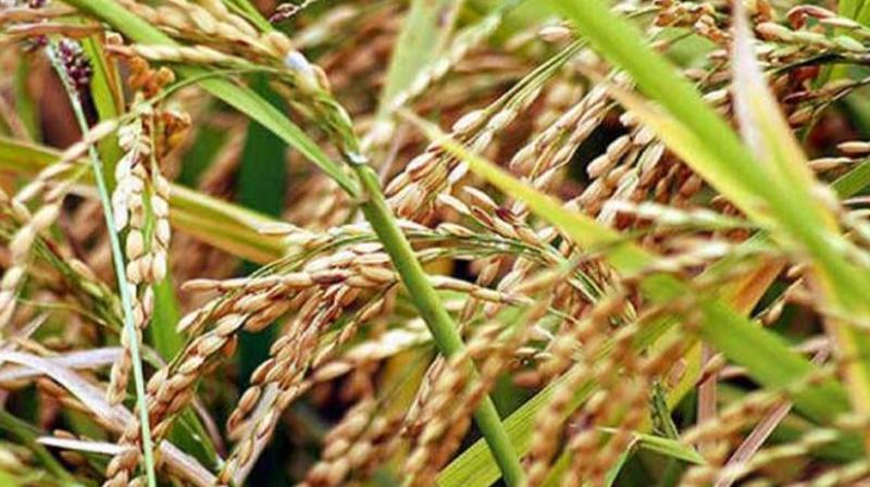 Rotational Programme of canals for irrigation in the Kharif Season Rotational Programme of canals for irrigation in the Kharif Season
